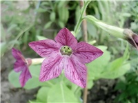 6bcf8df0-Picture 062.jpg
